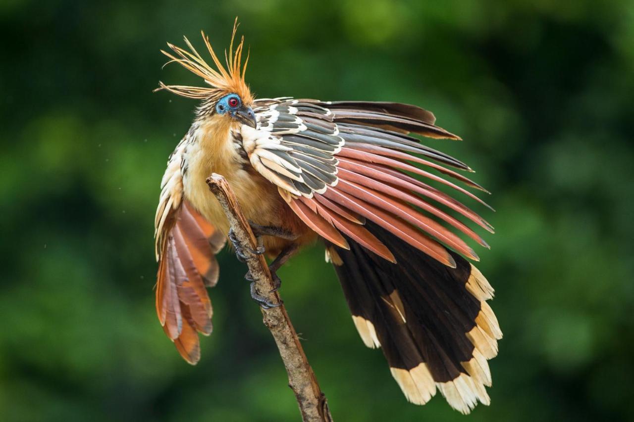 Pumarinri Amazon Lodge タラポト エクステリア 写真